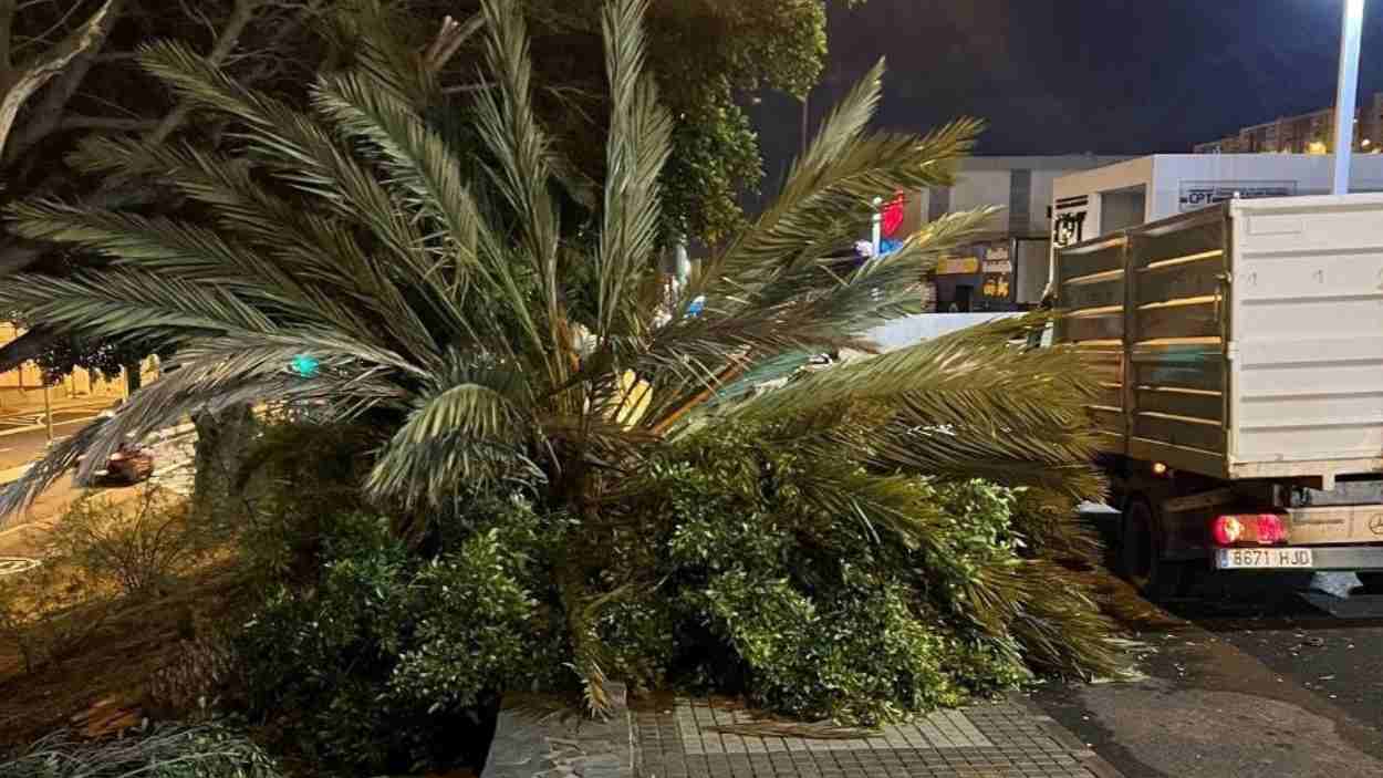 Palmera caída por el paso de la borrasca 'Regina'. Europa Press