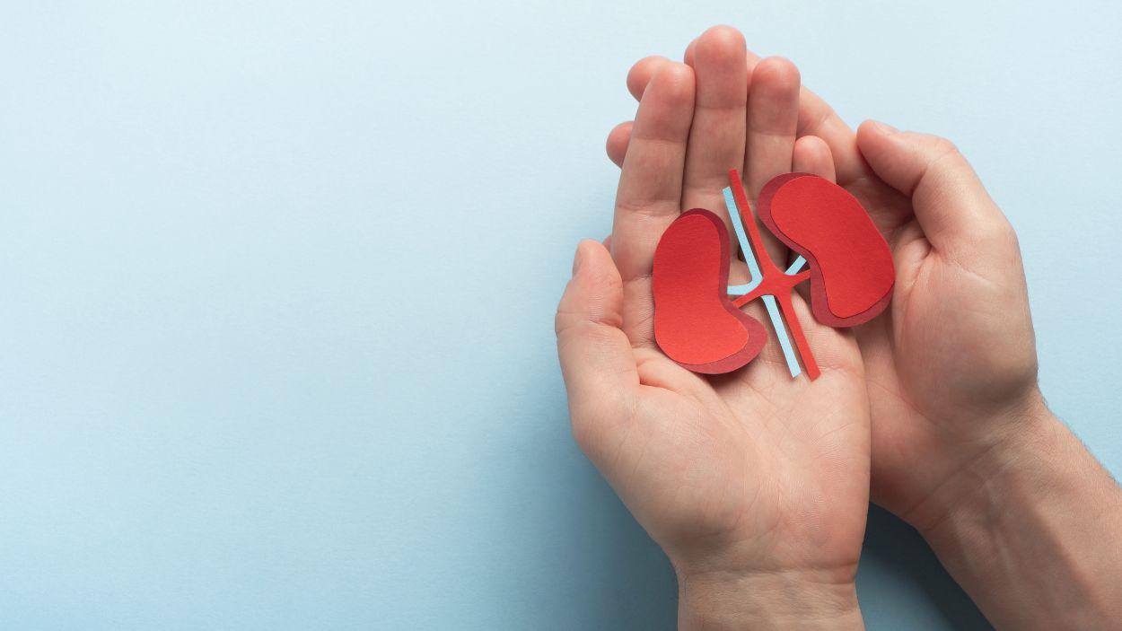 Cuando el riñón avisa antes de enfermar: la calculadora que detecta riesgo incluso con valores “normales”