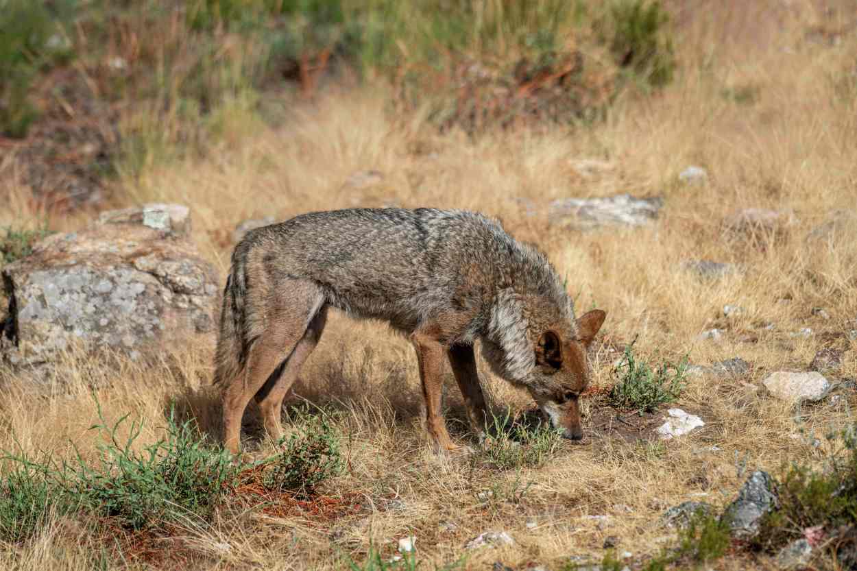 El Tribunal Superior de Xustiza de Galicia no ha dado la razón a la Xunta en sus medidas para controlar la población del lobo (Foto: Europa Press).