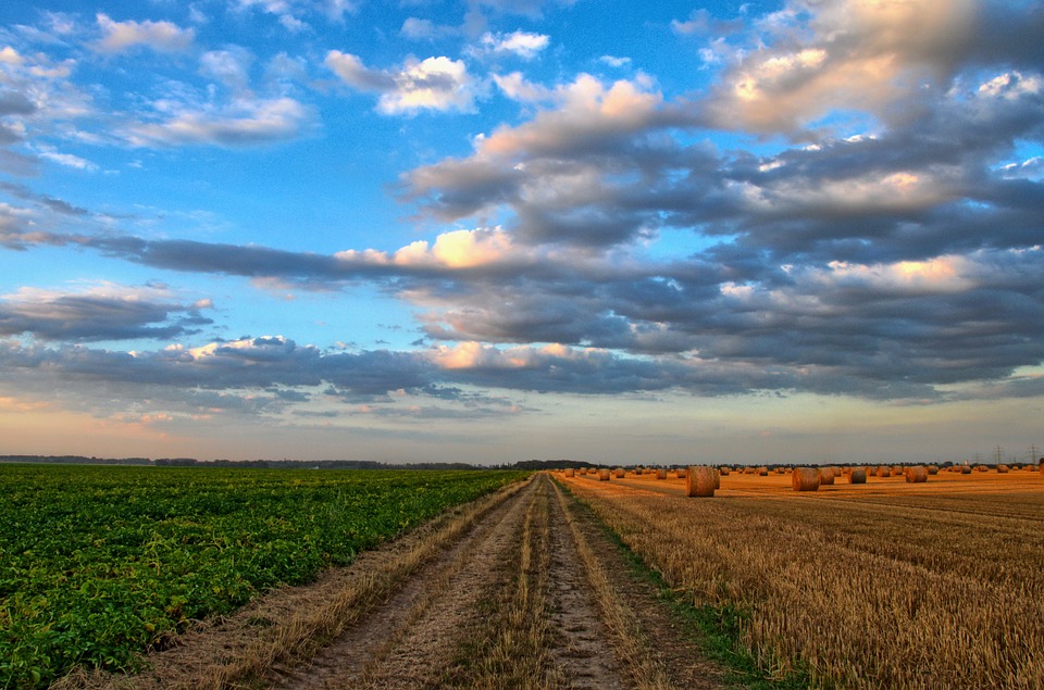 Los pesticidas agrícolas provocan 200.000 muertes al año