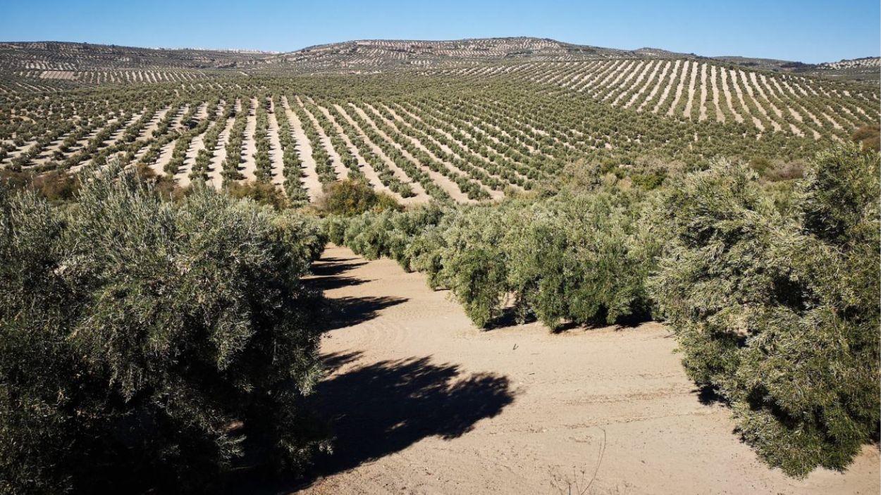Olivar de Andalucía