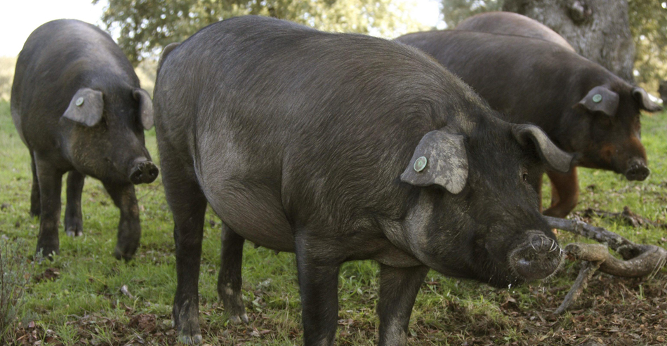 Cerdos ibéricos en el campo