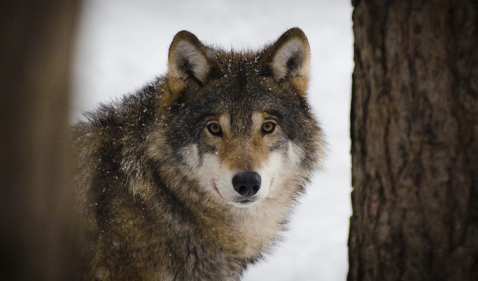 Movilización en España a favor de la protección del lobo