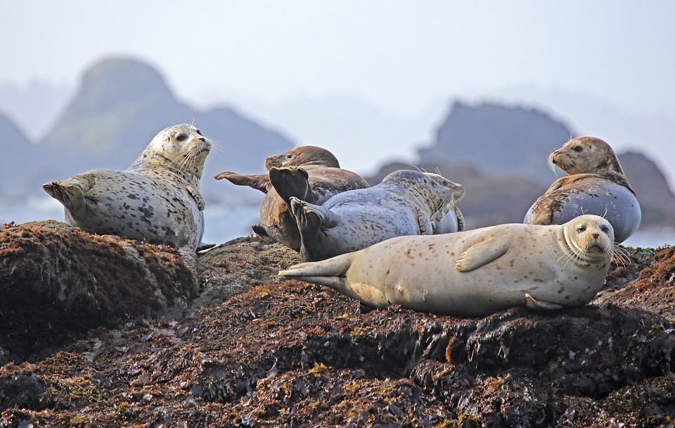 Suiza prohibe la importación de productos de foca