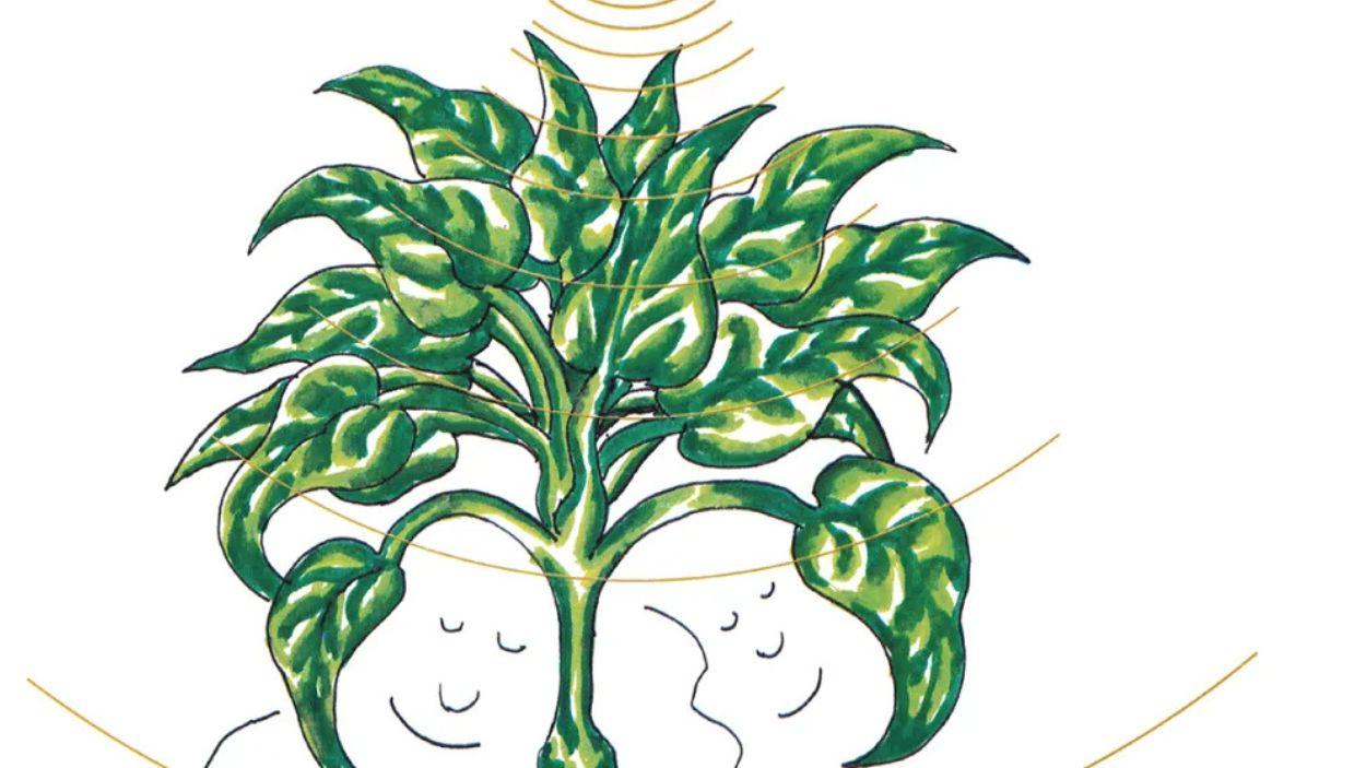 Portada de Plantasia, proyecto musical para plantas.