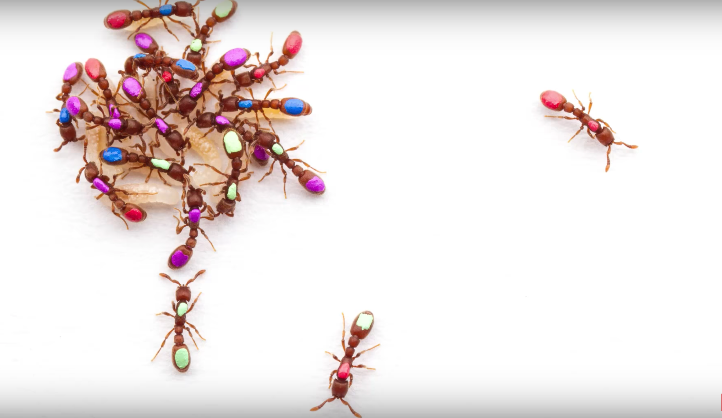 La estructura social de las hormigas está en su ADN