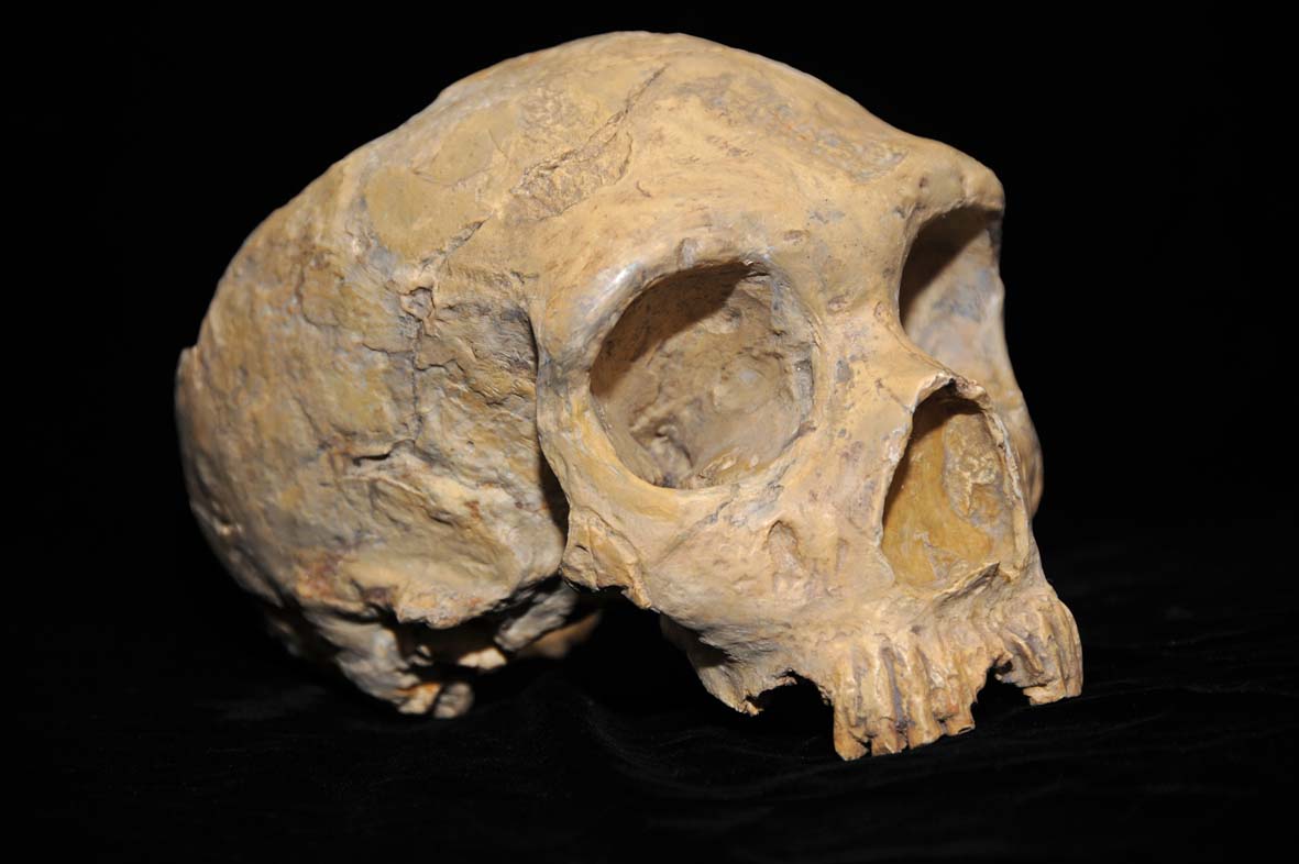 Los neandertales tomaban aspirinas