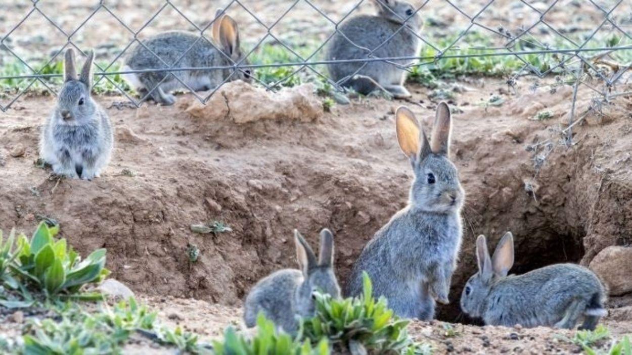 Castilla La Mancha lanza el plan más ambicioso para frenar la sobrepoblación de conejos y proteger el campo. Archivo.