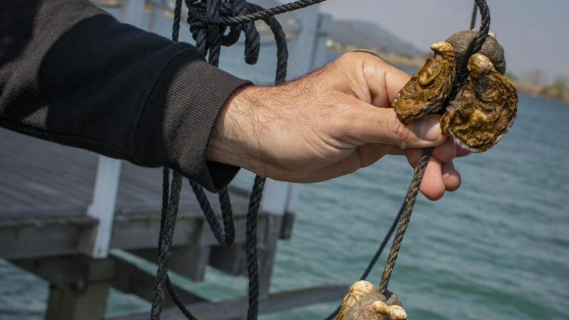 Las ostras pasan entre 18 y 24 meses en el mar antes de llegar a la mesa. GUÍA REPSOL
