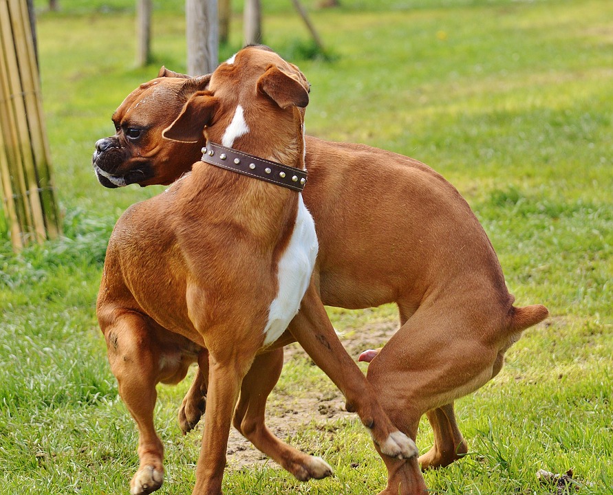 En España ya no es legal cortarle la cola a los perros En España ya no es legal cortarle la cola a los perros