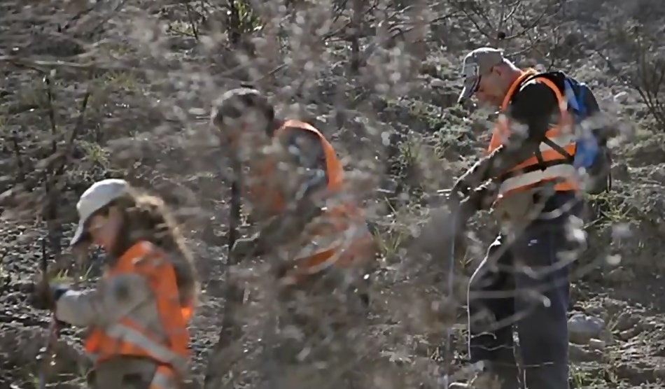 El proyecto de Sylvestris reconocido por Obra Social "la Caixa" recupera bosques y montes arrasados por el fuego.