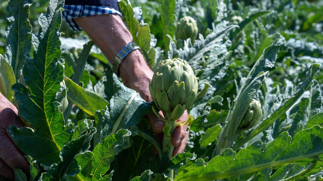 Alcachofa blanca de Tudela
