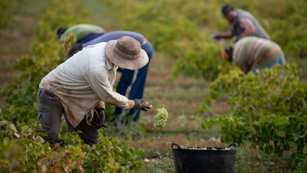 Varios trabajadores durante la recogida de la vendimia en Carrión de Calatrava (Ciudad Real). EP.