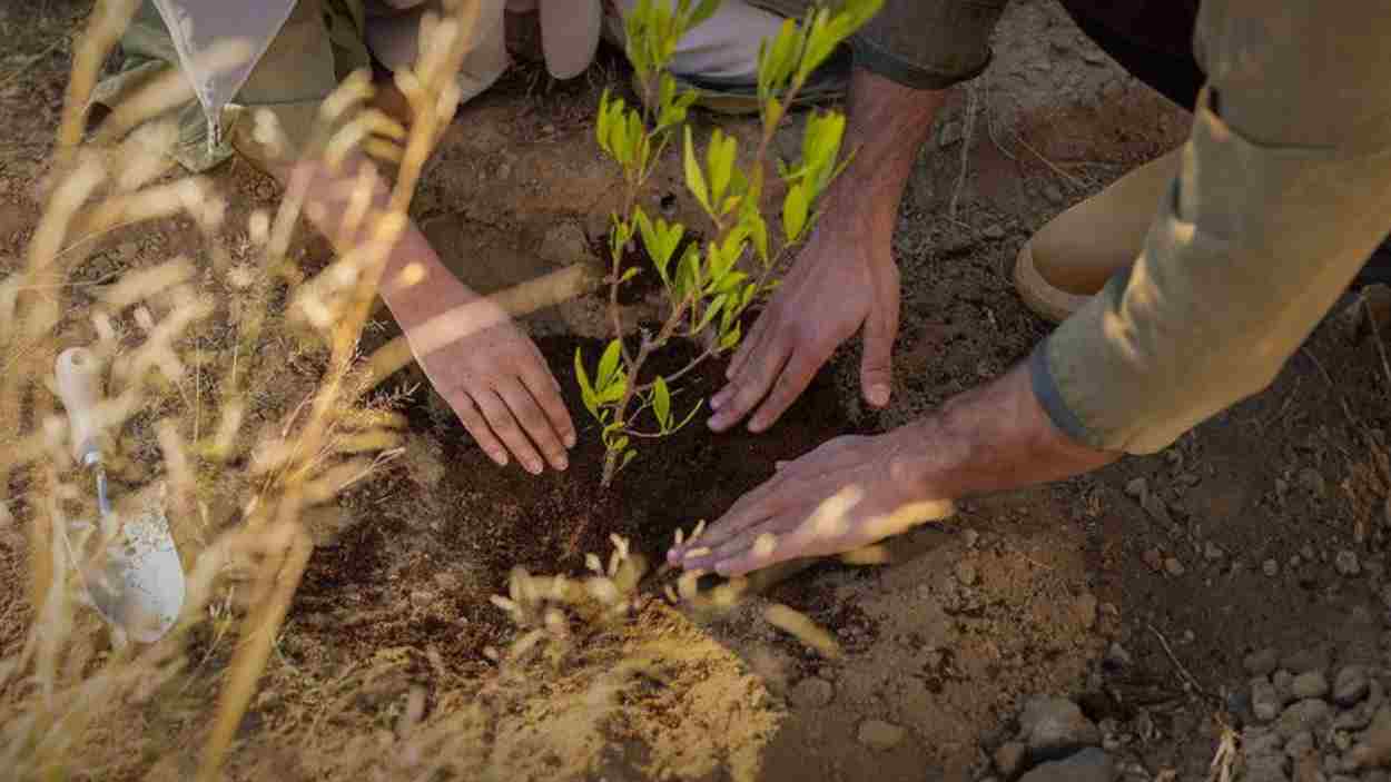 Arabia Saudí celebra el Saudi Green Initiative Day