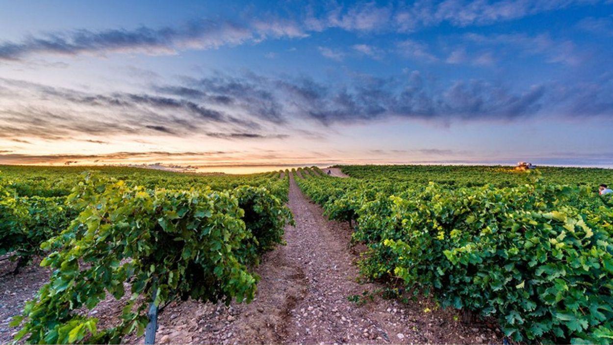 Viñedos al pie de la historia