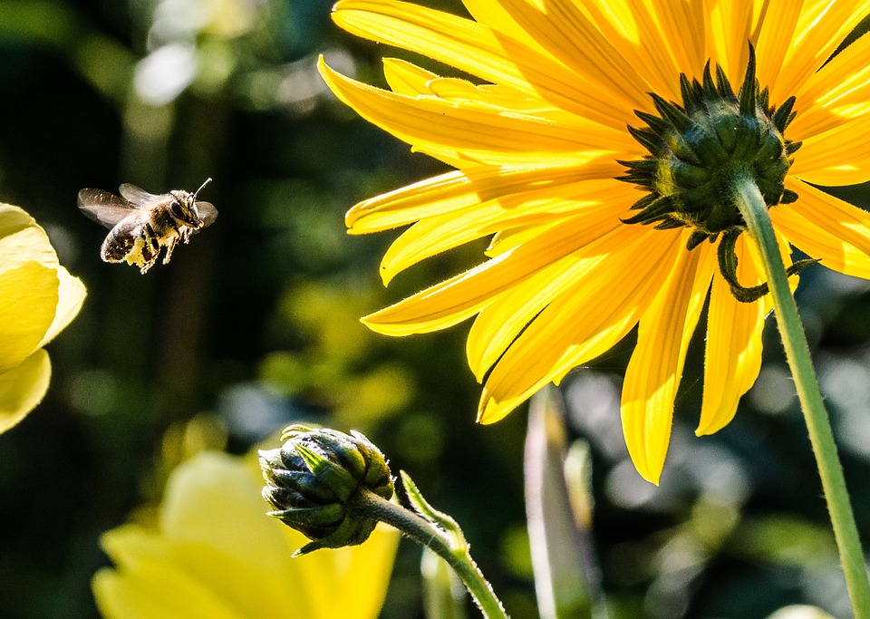 Cómo sería el reino vegetal si desaparecieran las abejas