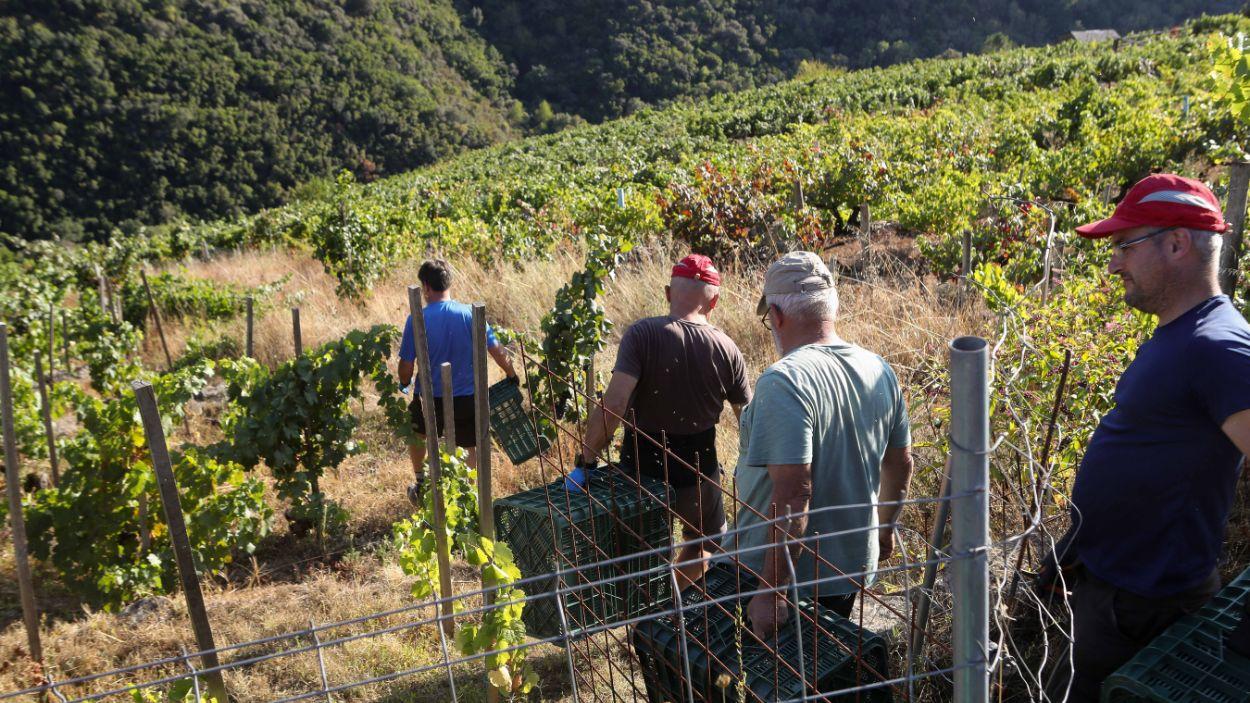 Vendimia en la Ribeira Sacra, llamada "viticultura heroica" debido a la recolección manual de la uva en bancales o terrazas con pendientes extremas, en los cañones de los ríos Sil y Miño.  (EP)