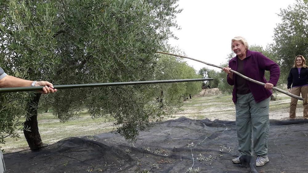 Turistas aprendiendo a varear los olivos.