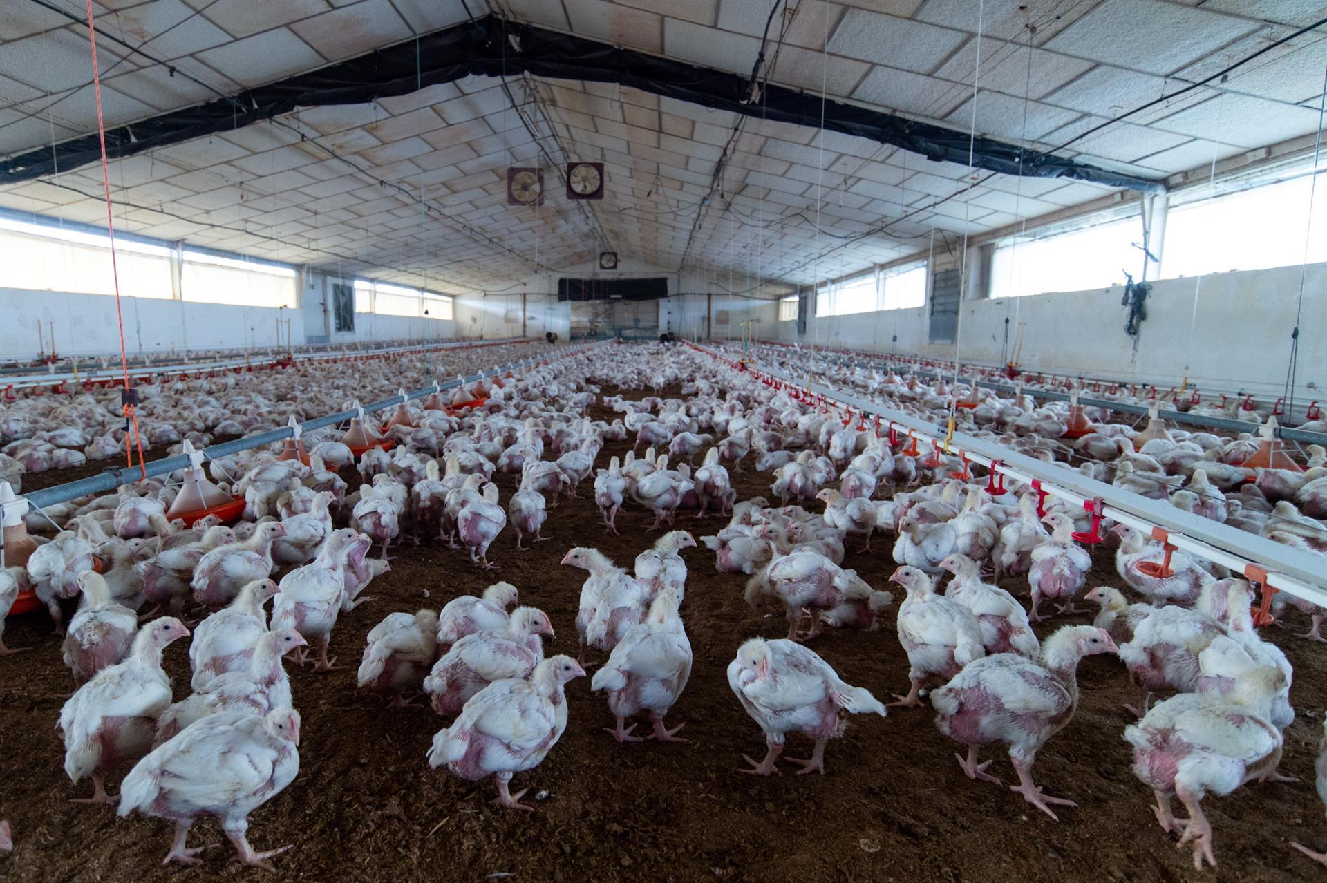 España levanta el confinamiento aviar, pero el ministro Planas pide máxima cautela ante la gripe aviar