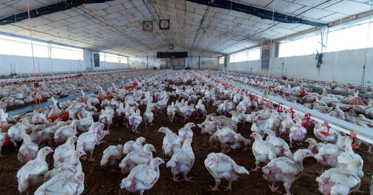 España levanta el confinamiento aviar, pero el ministro Planas pide máxima cautela ante la gripe aviar