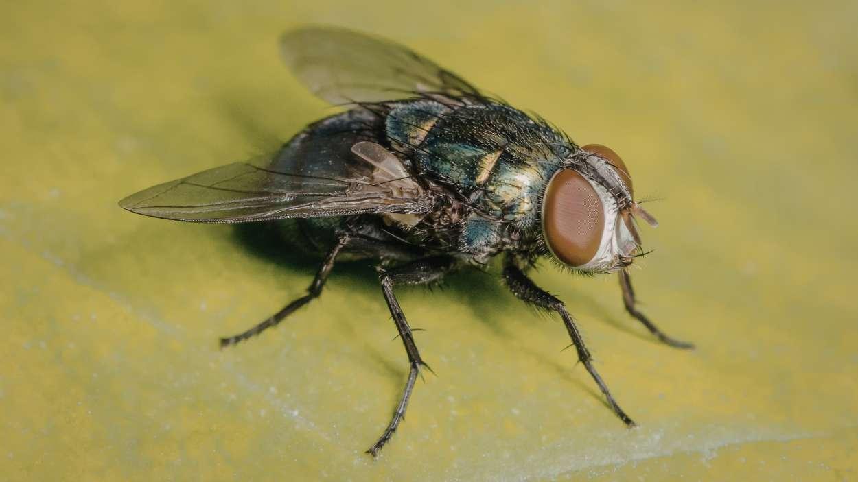 El truco que acaba con las moscas en casa en una sola noche (y casi nadie conoce)