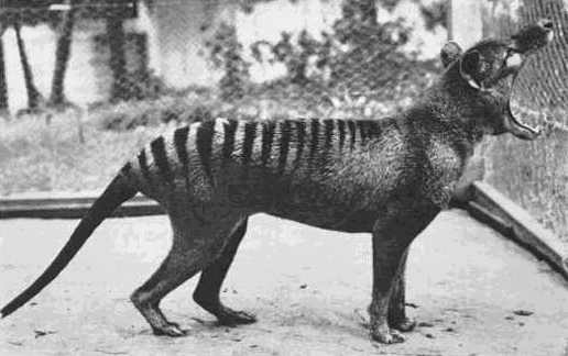 ¿Y si el tigre de Tasmania no hubiera desaparecido?