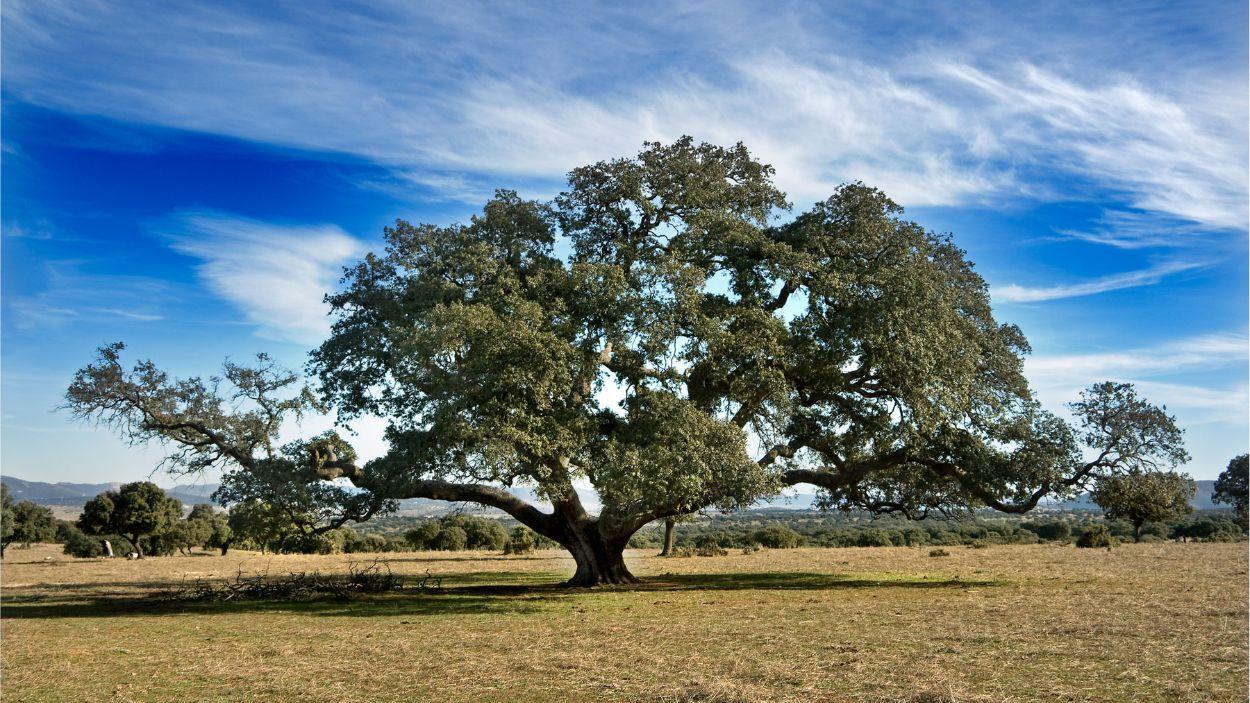 Una encina centenaria, símbolo del paisaje de dehesa de la zona.