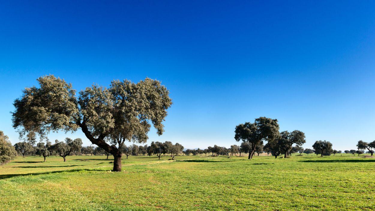 Las encinas forman uno de los ecosistemas más característicos de este territorio.
