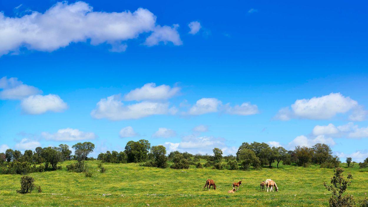 La dehesa del Valle de Alcudia conserva su paisaje ganadero tradicional.