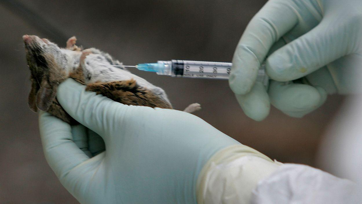 Control científico de ratones silvestres portadores de hantavirus en San Diego (Estados Unidos). EP.