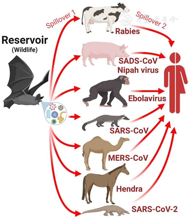Escobar, Luis E., "Revealing the complexity of vampire bat rabies "spillover transmission", 2023 Escobar, Luis E., "Revealing the complexity of vampire bat rabies "spillover transmission", 2023