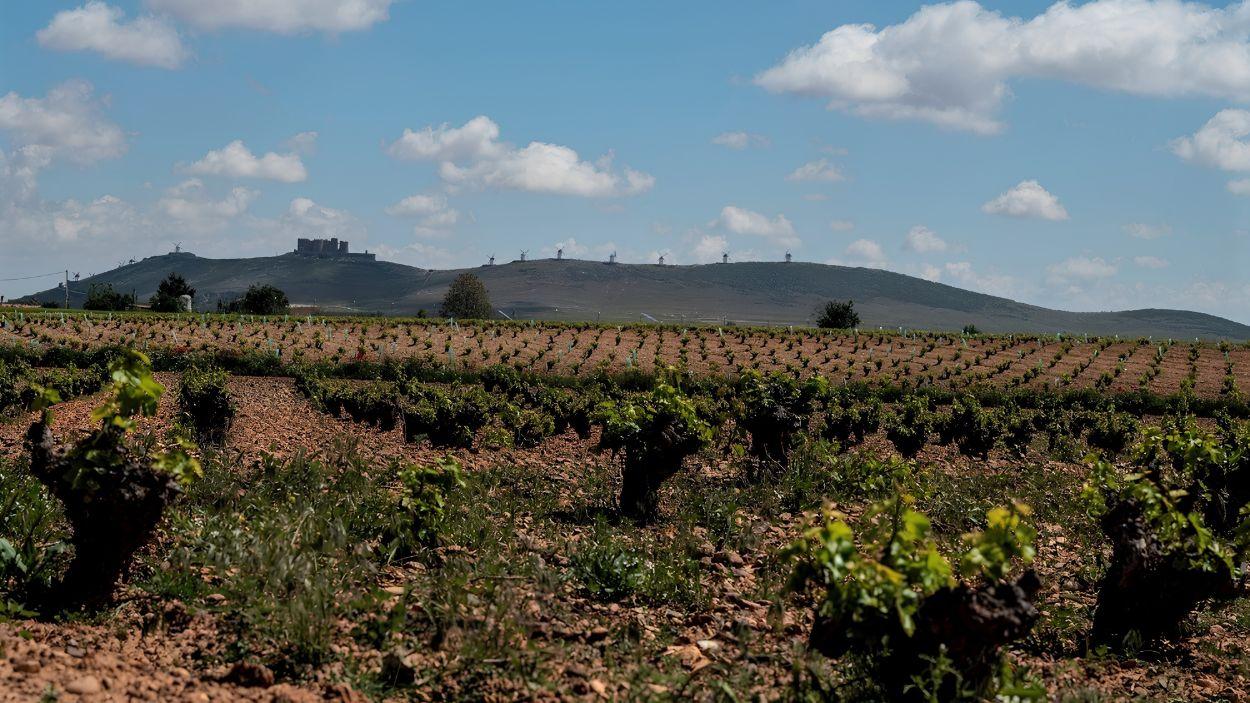 Cultivos en el Alto Guadiana en Castilla La Mancha. CHG.