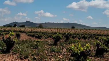 Cultivos en el Alto Guadiana en Castilla La Mancha. CHG.