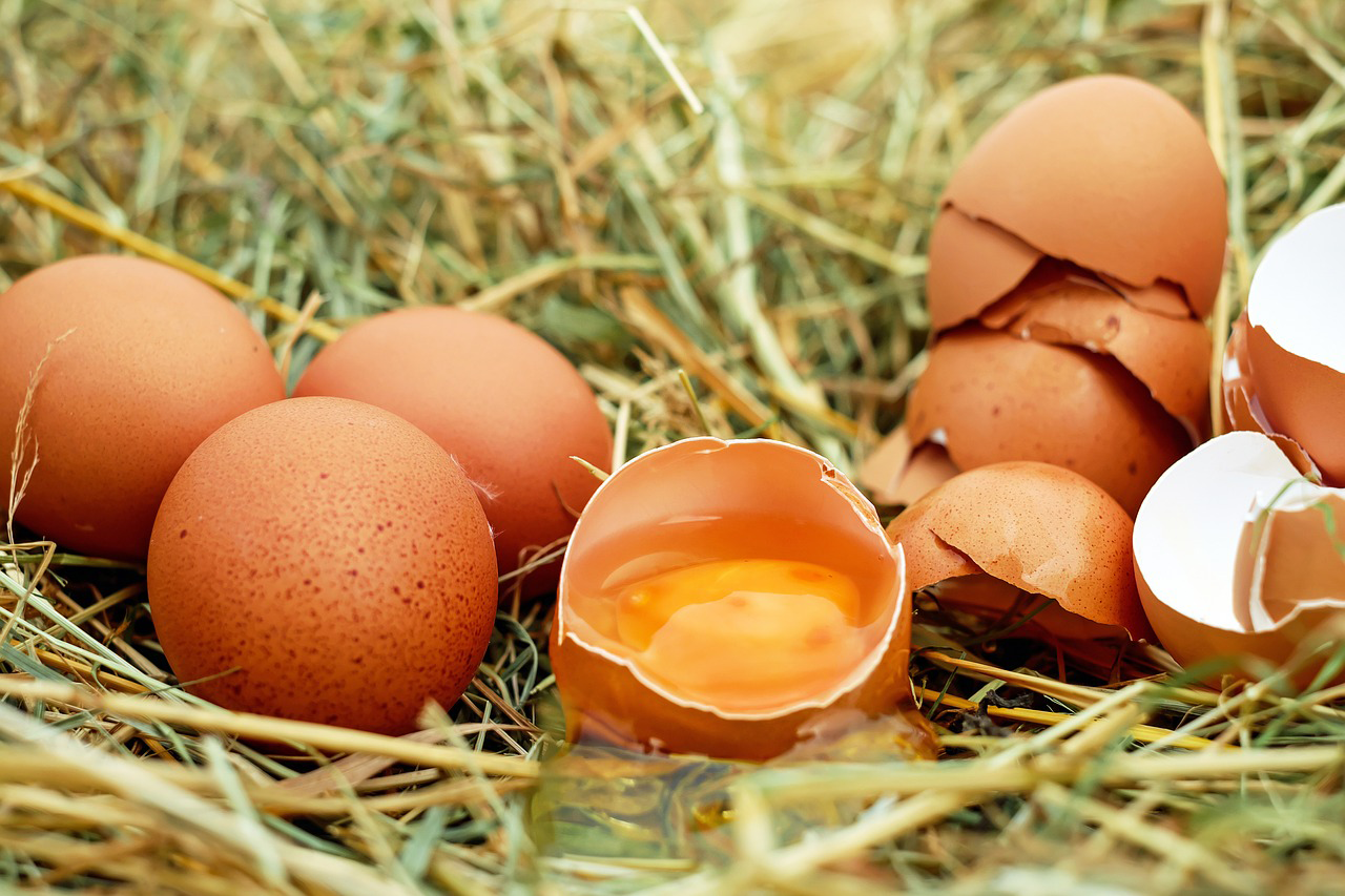 Venta de huevos de Gallina