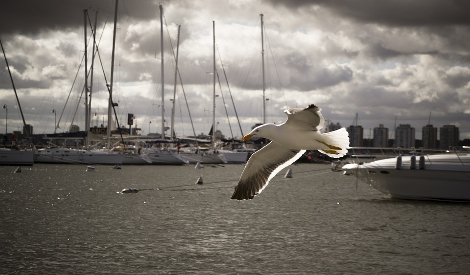 Las gaviotas, expulsadas de la ciudad de Melilla