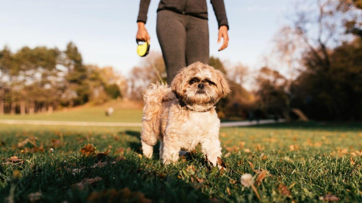 La alimentación natural sigue ganando terreno entre los dueños de perros en España