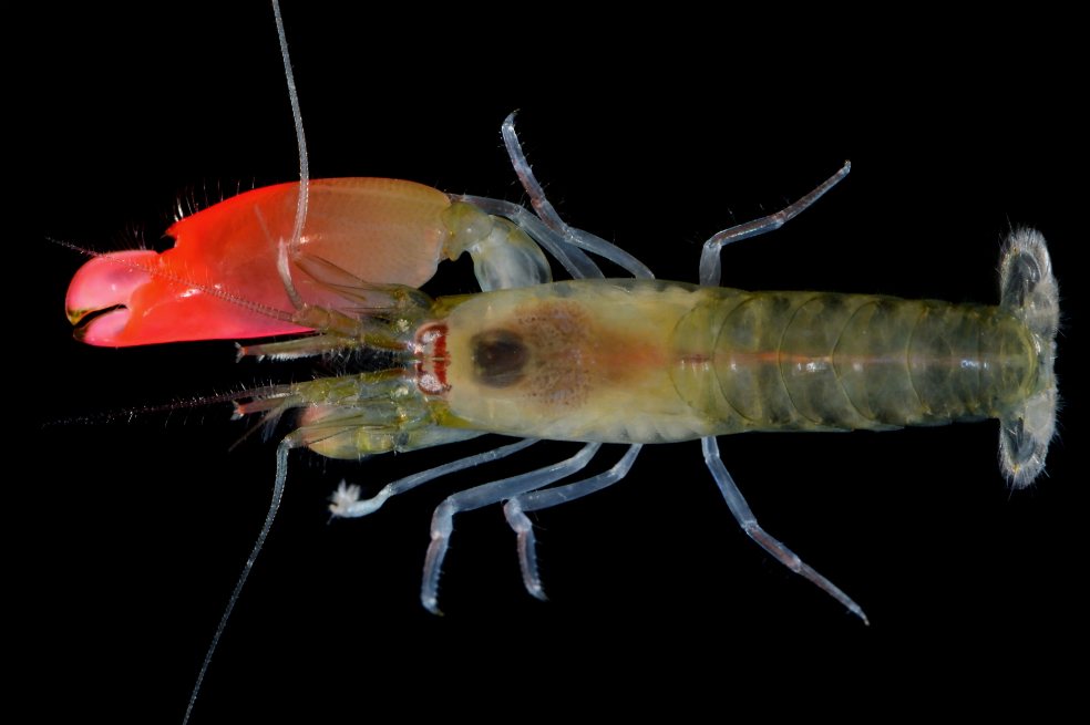 Llaman Pink Floyd a un camarón capaz de matar peces con sus sonidos