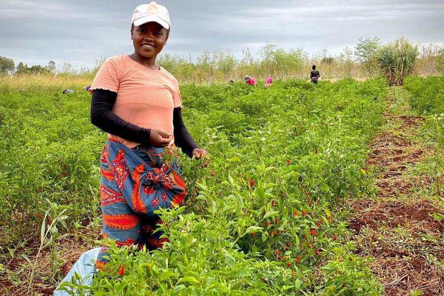 Fundación Mozambique Sur capacitará a 165 mujeres rurales en agricultura sostenible y apicultura ©Banco Santander