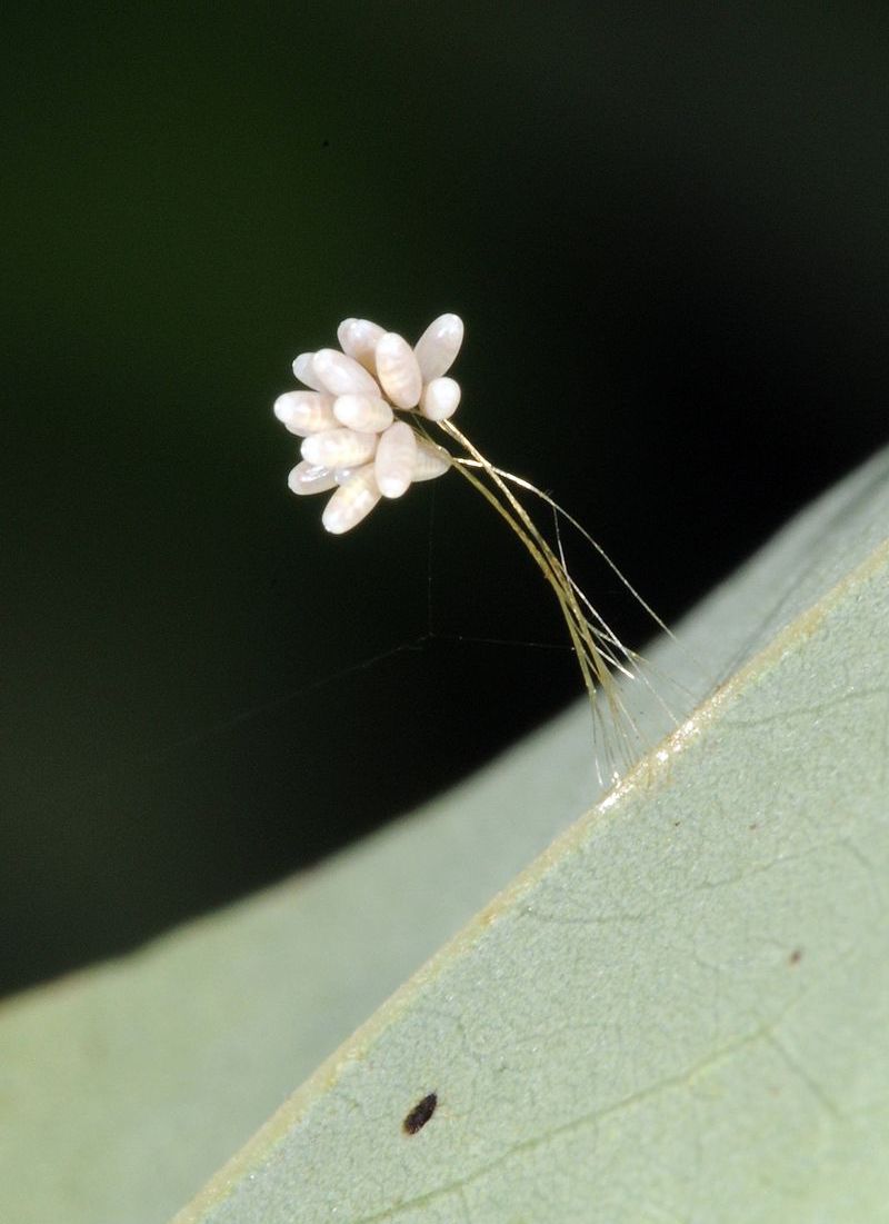 El mito budista de la flor mágica que ni es mágica ni es flor