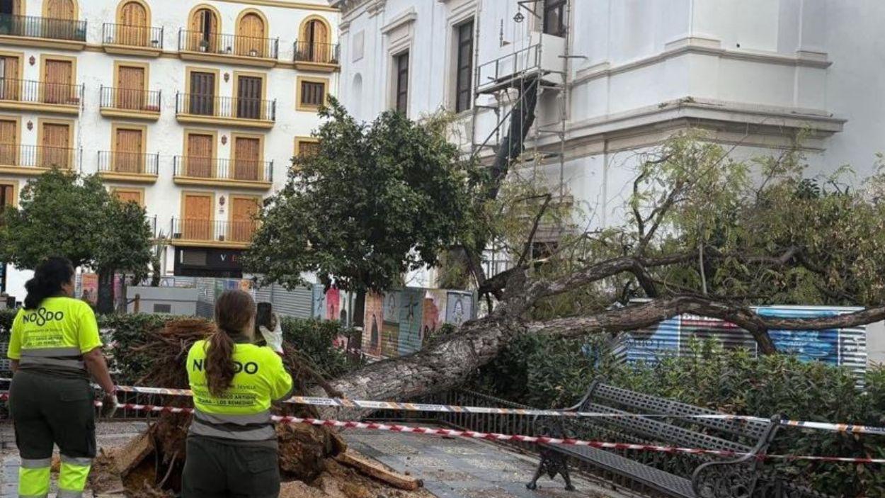 Tala de un árbol en Sevilla en la Plaza de la Concordia en 2025 / Red Territorios Sostenibles