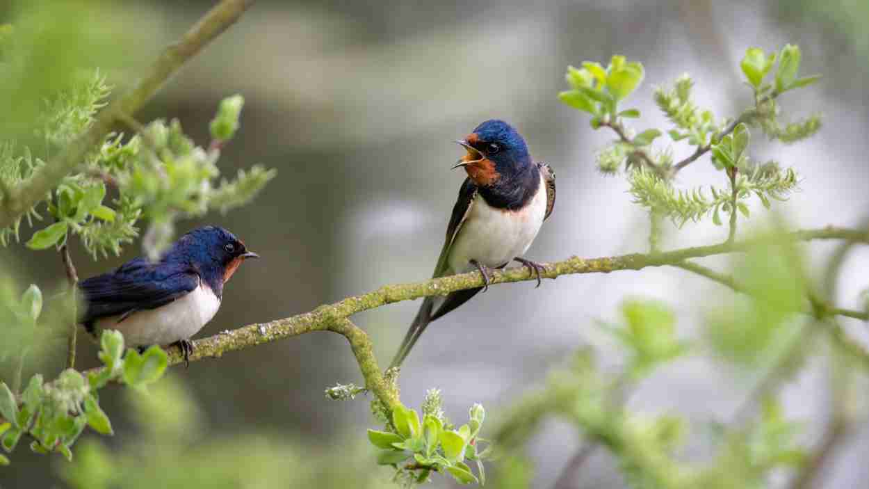 Nuestras aves se mueren de calor y sed