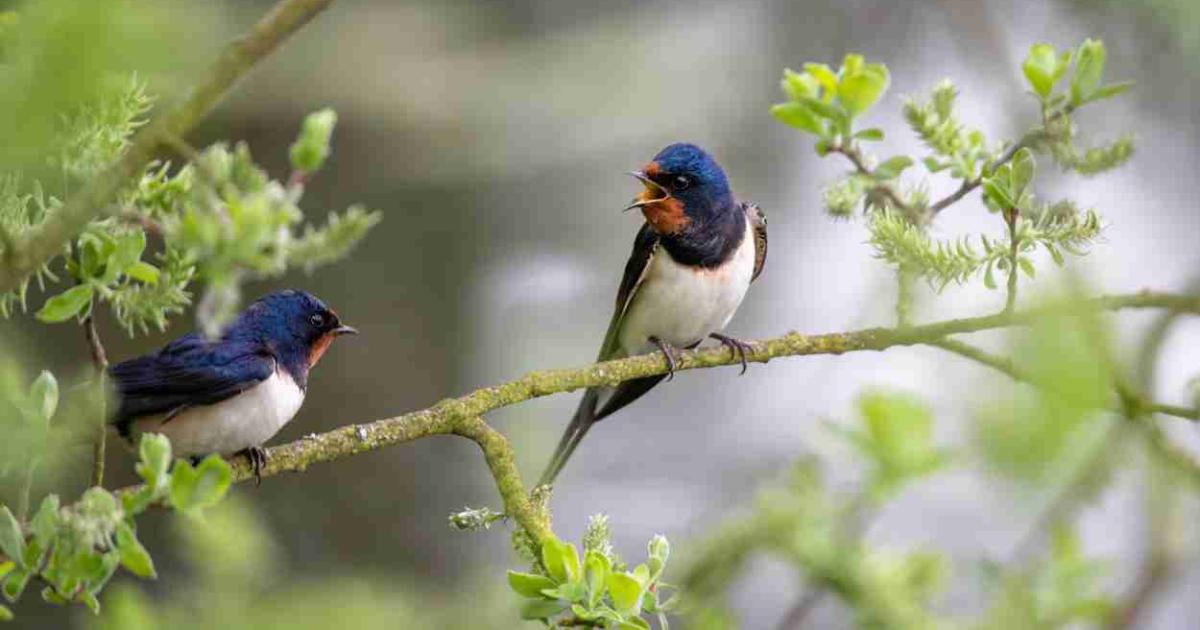 nuestras aves se mueren de calor y sed