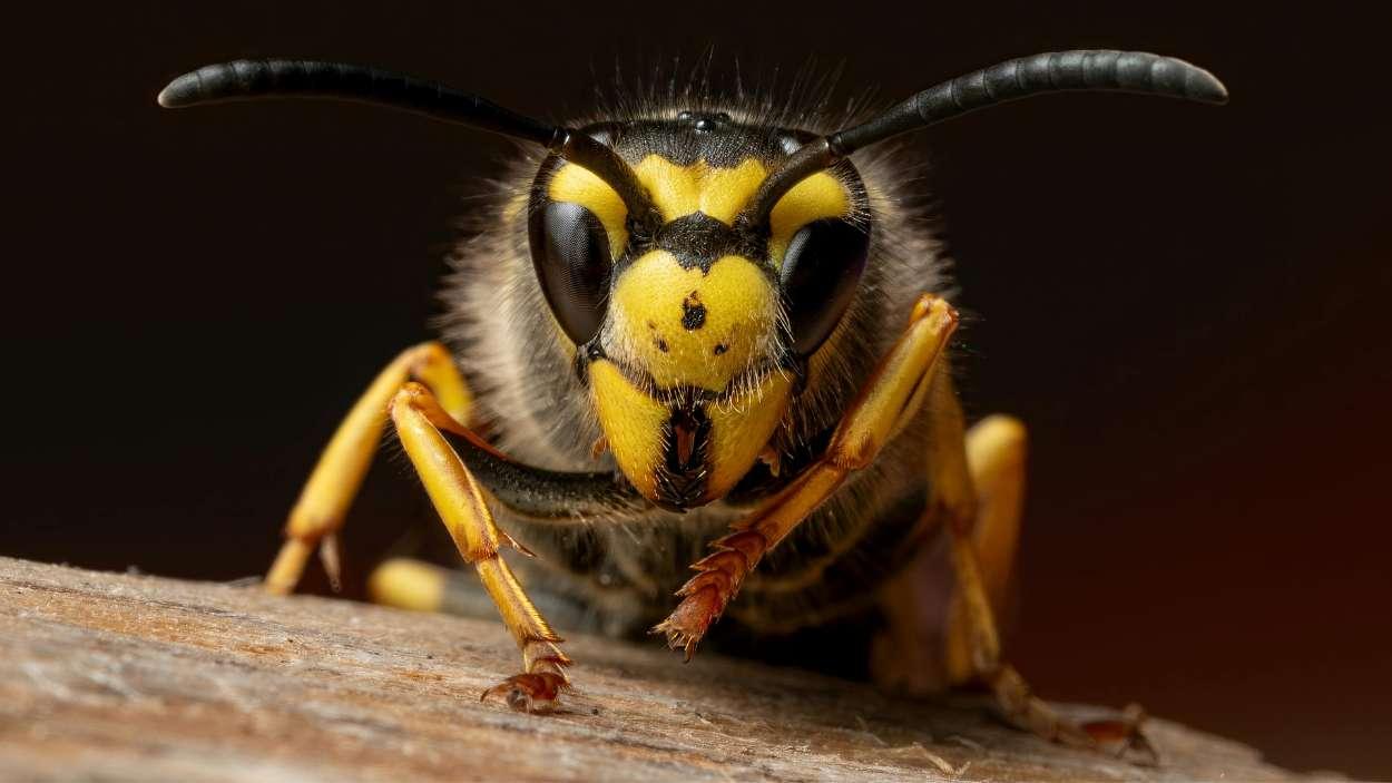 Ejemplar de avispa europea en la naturaleza