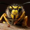 Ejemplar de avispa europea en la naturaleza