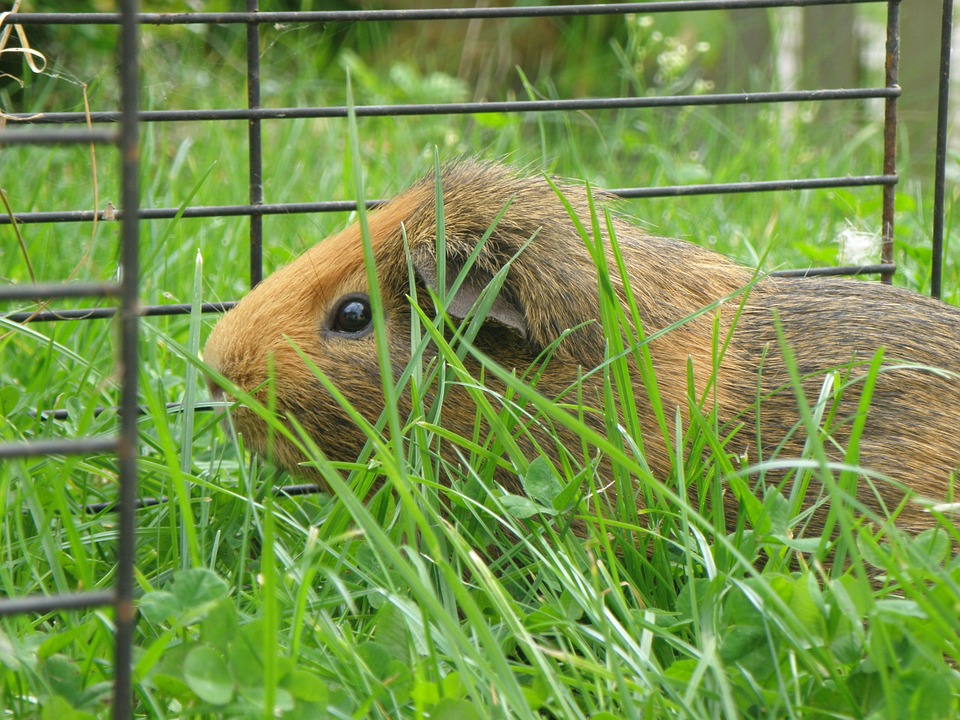 Día Mundial del Animal de Laboratorio: por qué elegir productos Cruelty Free