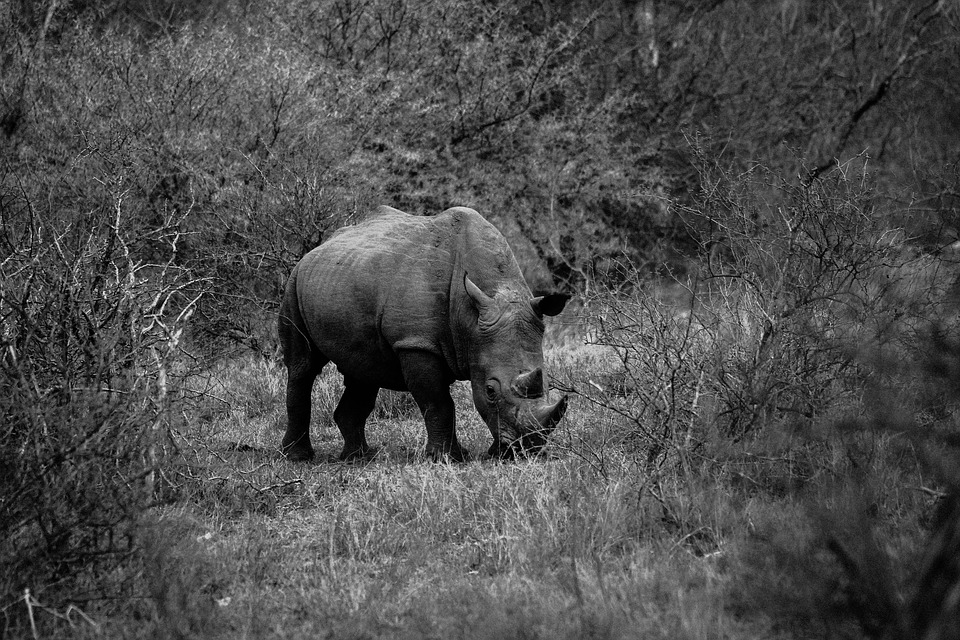 El último rinoceronte blanco macho busca pareja en Tinder