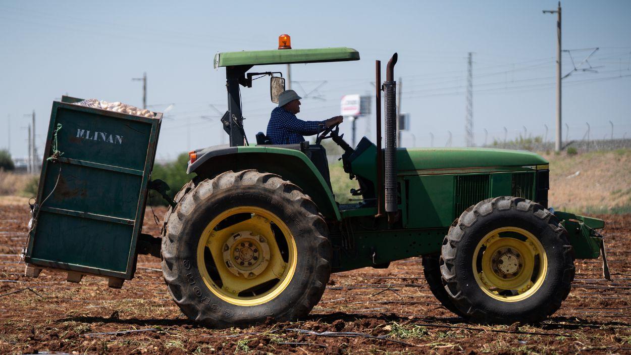 Agricultores durante la recolección de patatas en una explotación agrícola en plena campaña. A 31 de mayo de 2026, en Sevilla (Andalucía, España).