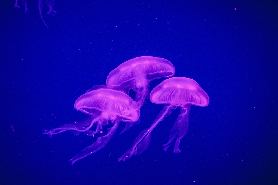 Tres cuartas partes de los animales del mar pueden emitir luz
