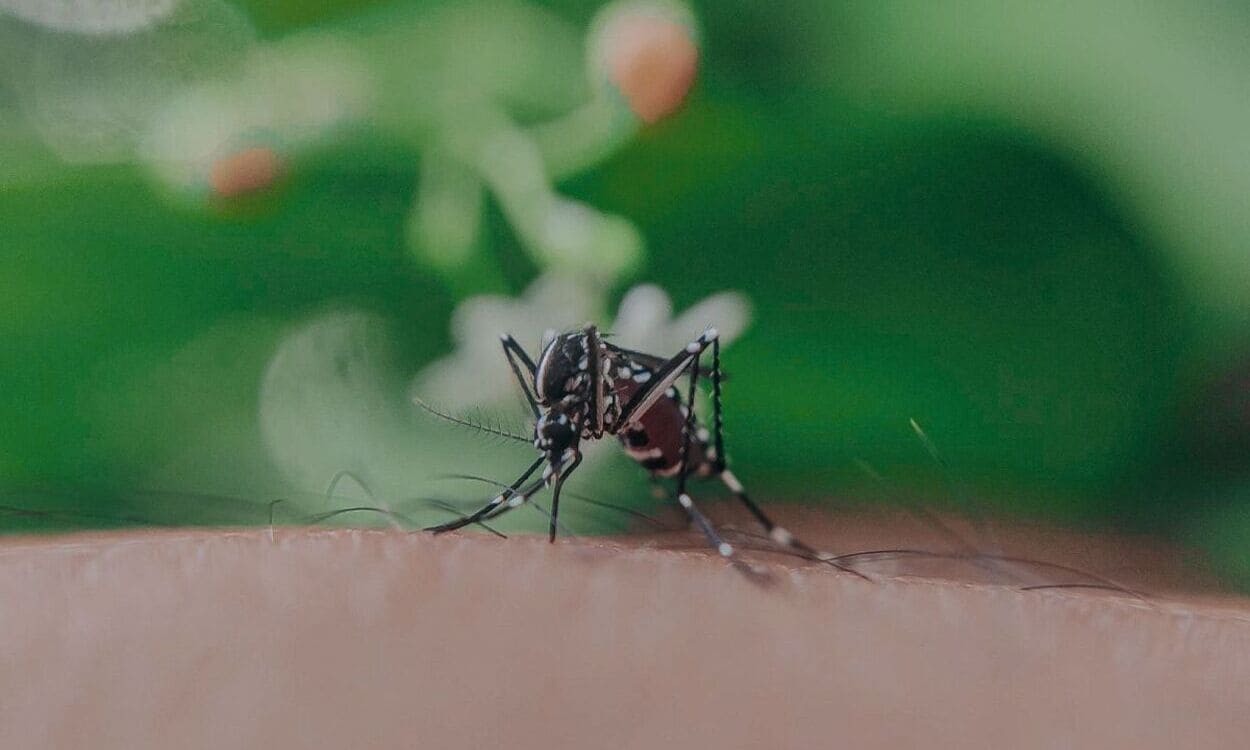 Plaga de mosquitos en verano