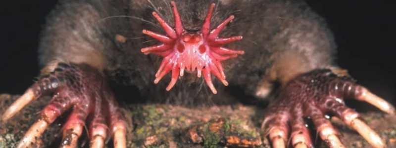 Topo de nariz estrellada